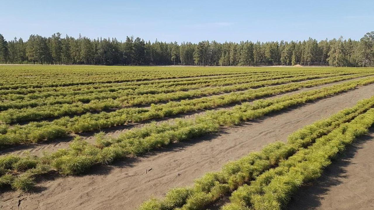 В Карагандинской области продолжают развитие лесного фонда