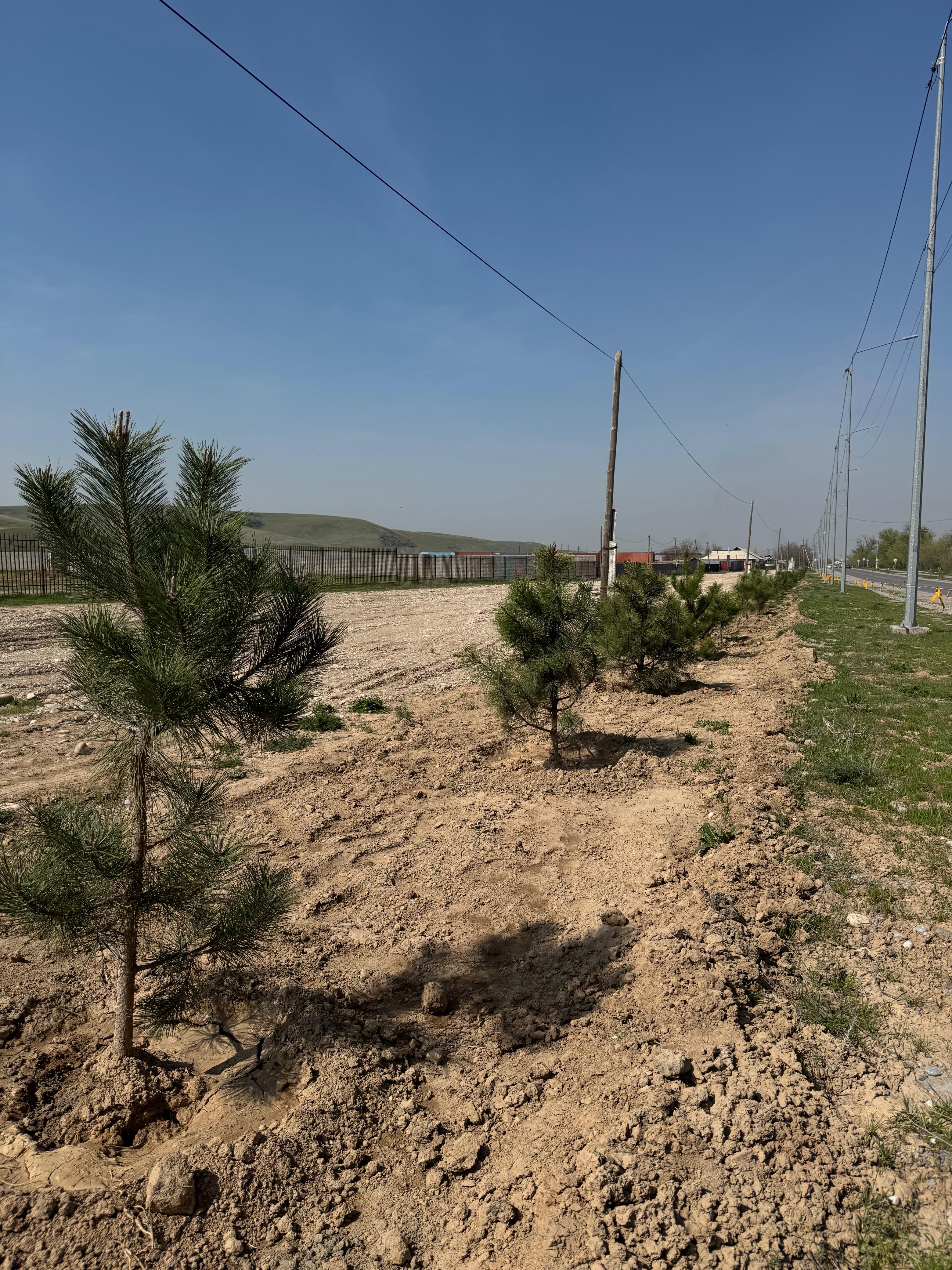 АУДАН АУМАҒЫНДА ШЫРША АҒАШТАРЫ ОТЫРҒЫЗЫЛУДА !