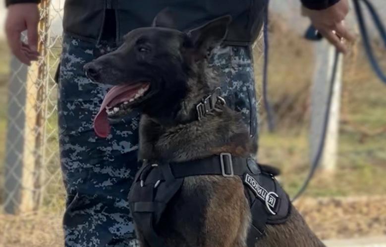 ТӨРТ АЯҚТЫ ТӘРТІП САҚШЫЛАРЫ: ҚОҒАМ ҚАУІПСІЗДІГІН ҚАМТАМАСЫЗ ЕТУДЕГІ ҚЫЗМЕТТІК ИТТЕРДІҢ ҮЛЕСІ