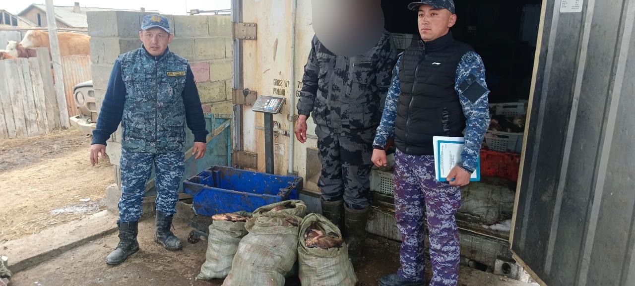 В Кокпектинском районе области Абай задержан нарушитель за незаконный лов рыбы