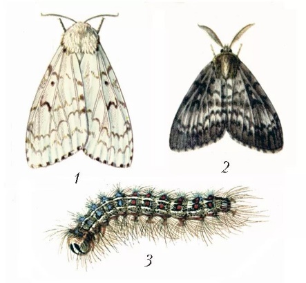 Gypsy Moth (Lymantria dispar)