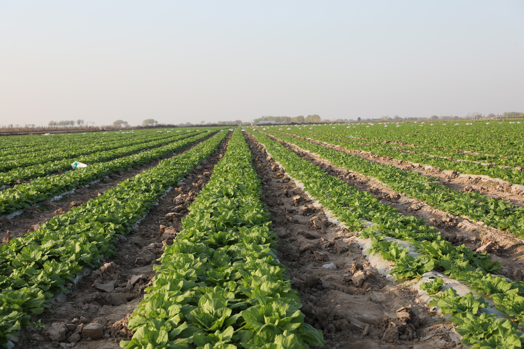 МАҚТААРАЛДА ҚАЗІРДІҢ ӨЗІНДЕ 520 ГЕКТАР АЛҚАПҚА СУ ҮНЕМДЕУ ТЕХНОЛОГИЯЛАРЫ ЕНДІРІЛДІ