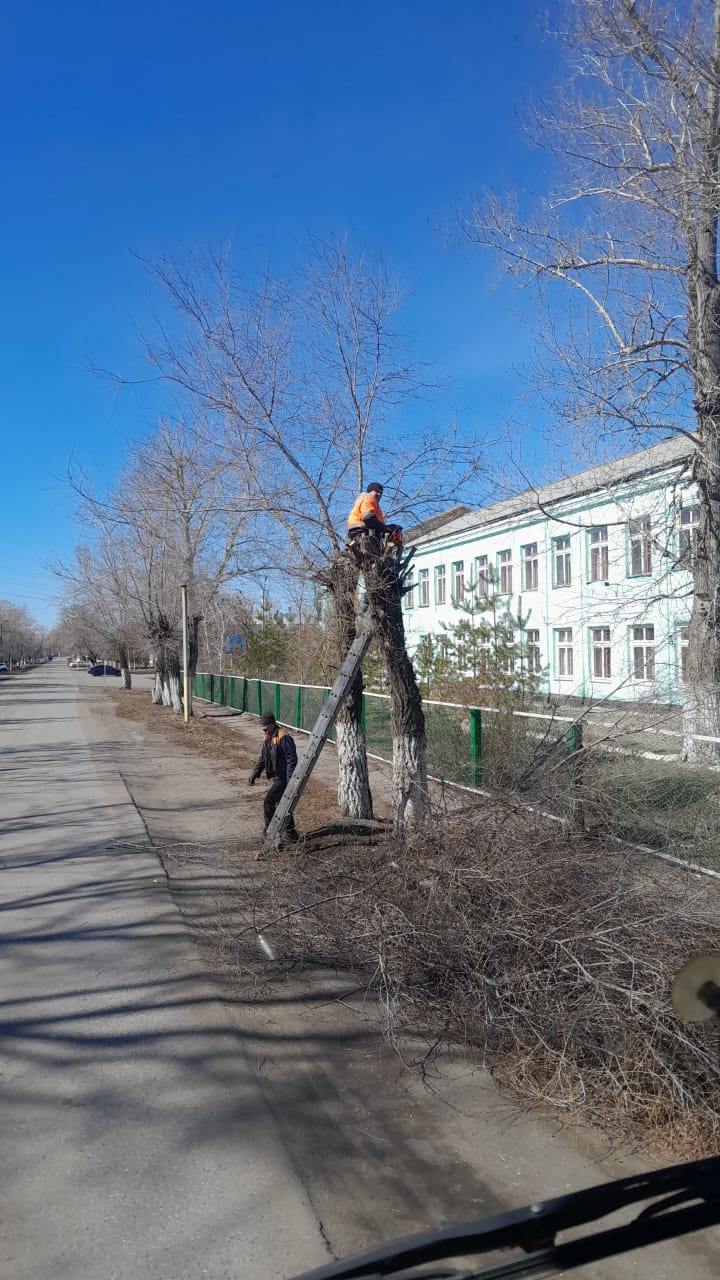 Ағаштарды тәждеу