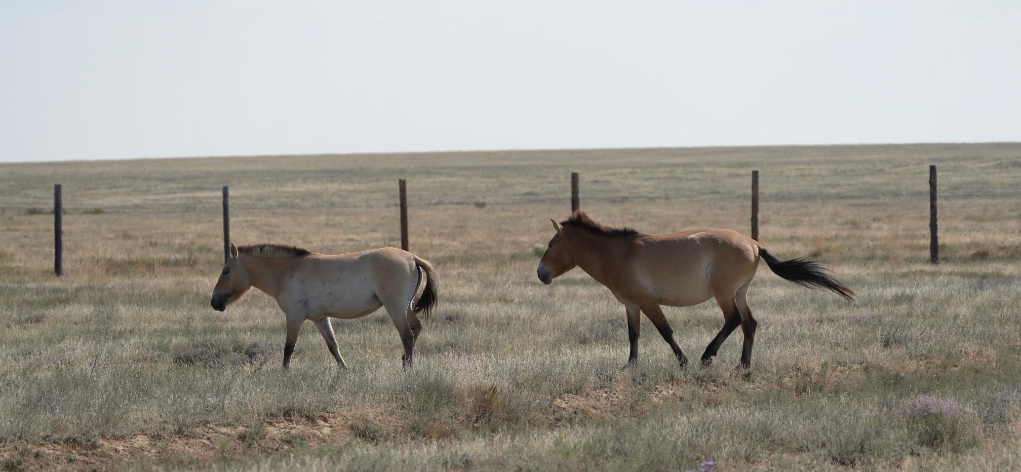 Kazakhstan Commits to Restoring and Preserving Endangered Wildlife