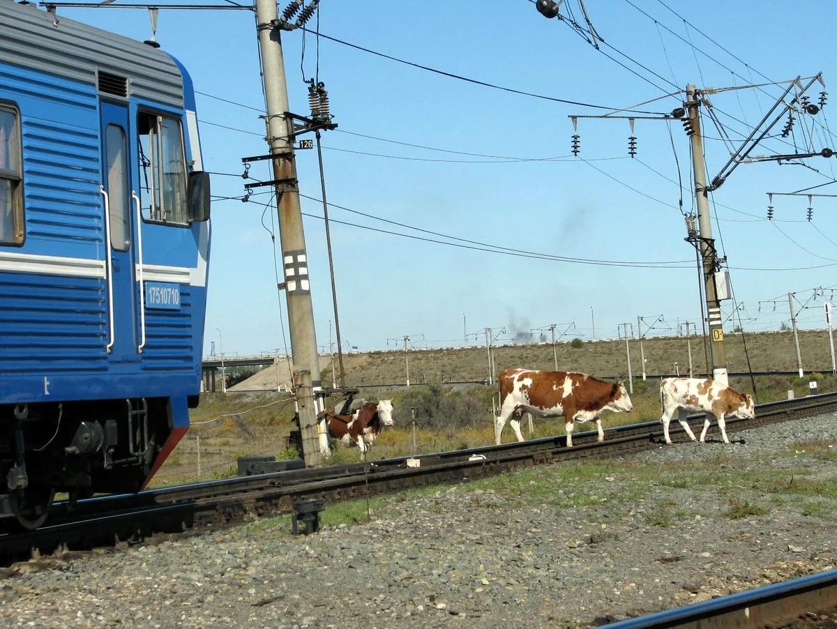 Темір жолдар арқылы малды айдау және темір жолдарға жақын жерде мал жаю ережелері