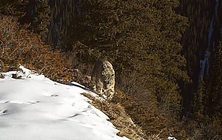 Kazakhstan Commits to Restoring and Preserving Endangered Wildlife