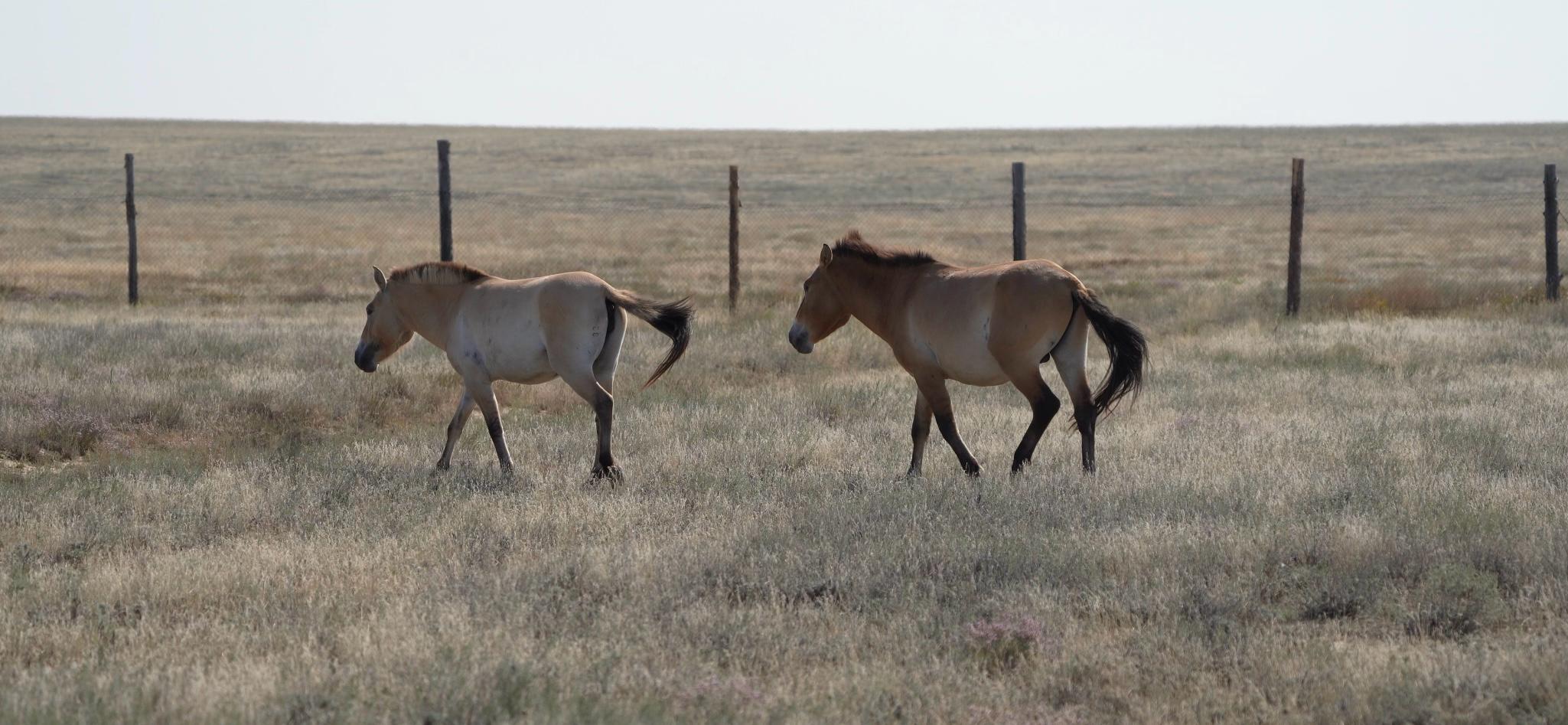 Kazakhstan Commits to Restoring and Preserving Endangered Wildlife