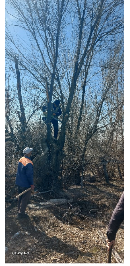 Ауыл көшелеріндегі теректерді кесу жұмыстары ұйымдастырылды