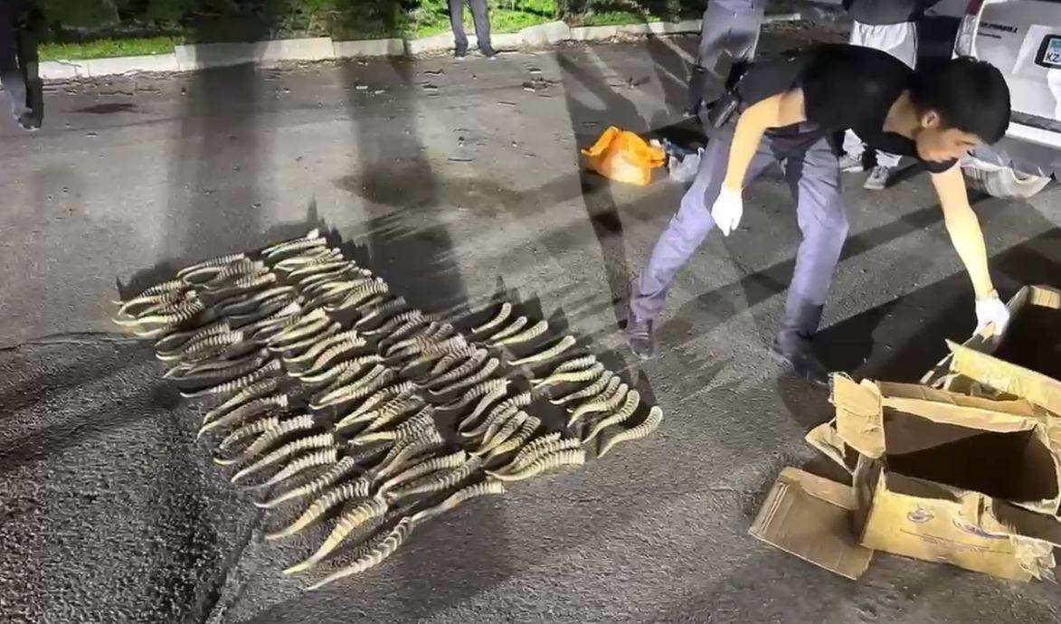 Жетісу облысында киік мүйіздерінің заңсыз саудасы тоқтатылды