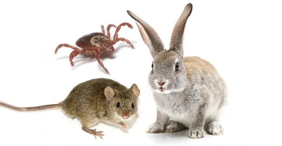 Туляремия және оның алдын алу