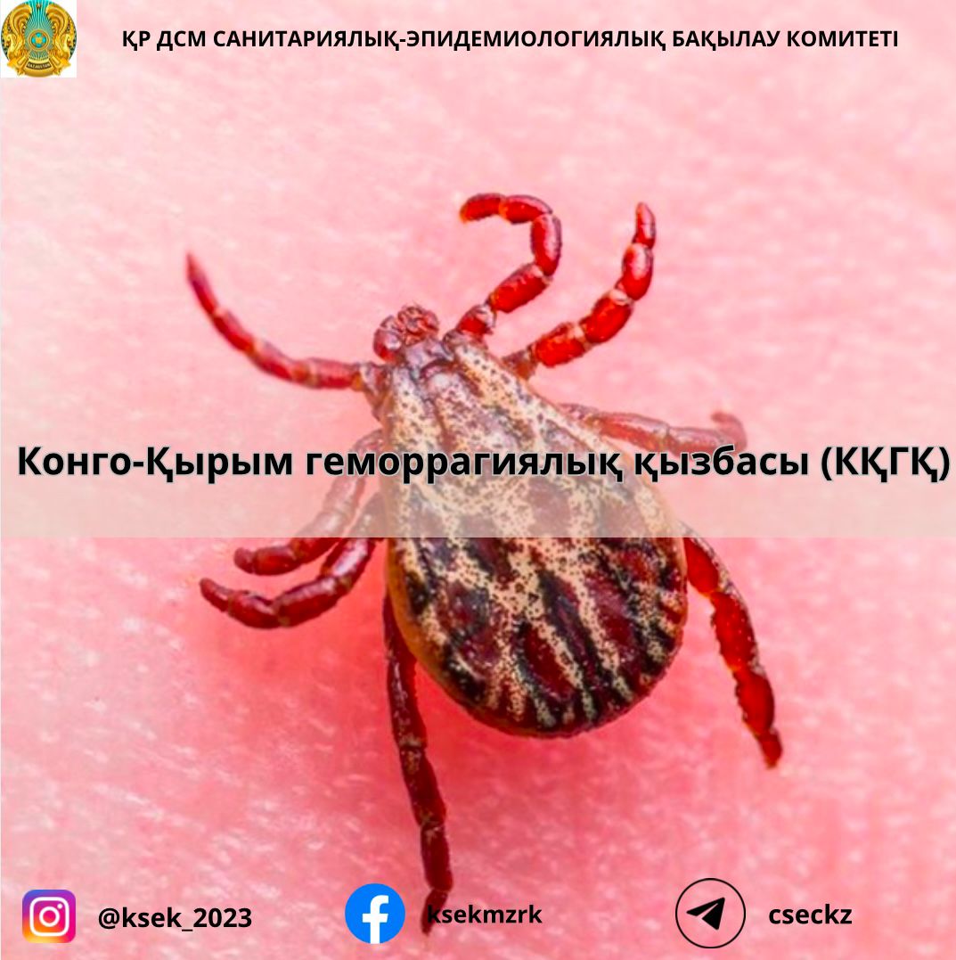 Жетілген әйелдер скачать видео