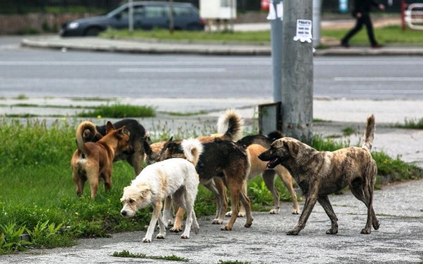 Ақмола облысында иесіз үй жануарларымен күресу мәселесі қалай шешілуде?