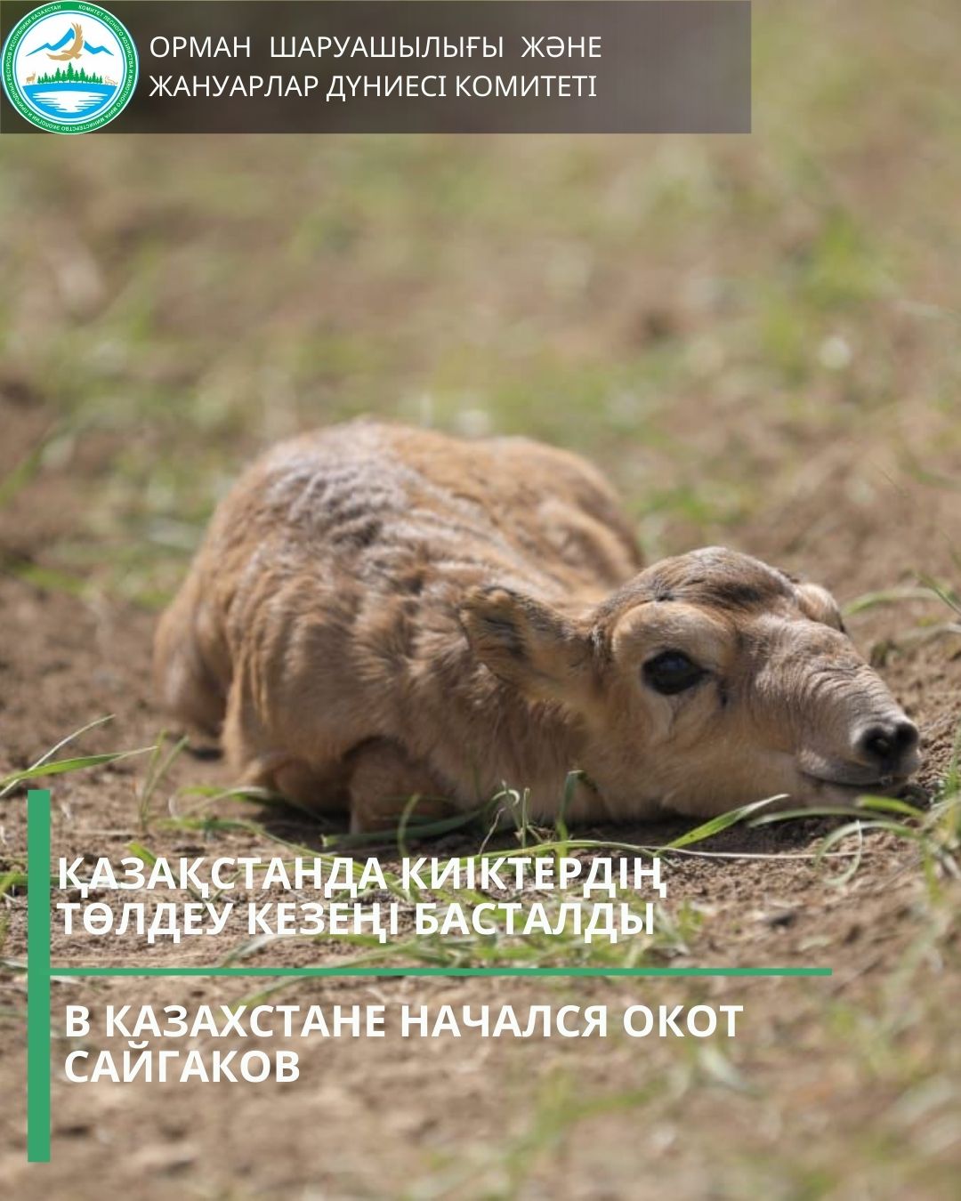 Қазақстанда киіктердің төлдеу кезеңі басталды