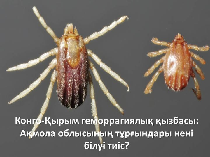 Конго-Қырым геморрагиялық қызбасы: Ақмола облысының тұрғындары нені білуі тиіс?