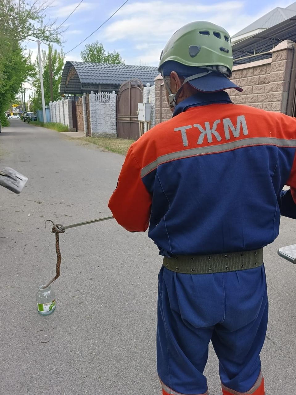 Жыланмен кездескенде адам өзін қалай ұстауы қажет