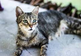 more cats
