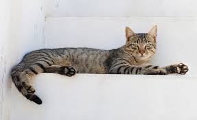 test cat