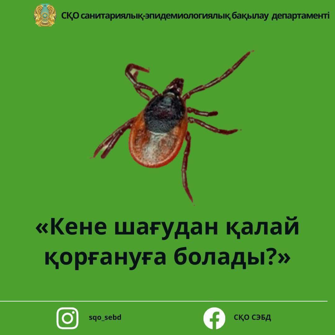 Кене шағудан қалай қорғануға болады?