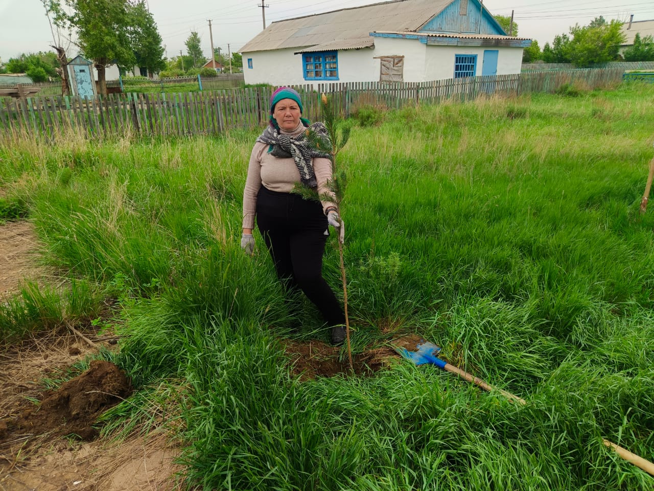Посадка сосен  в села Приречное по программе "Таза Қазақстан"