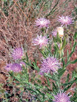 Кұрметті Меңдіқара ауданыңың ауыл шәруашлылығы тауар өндірушлері