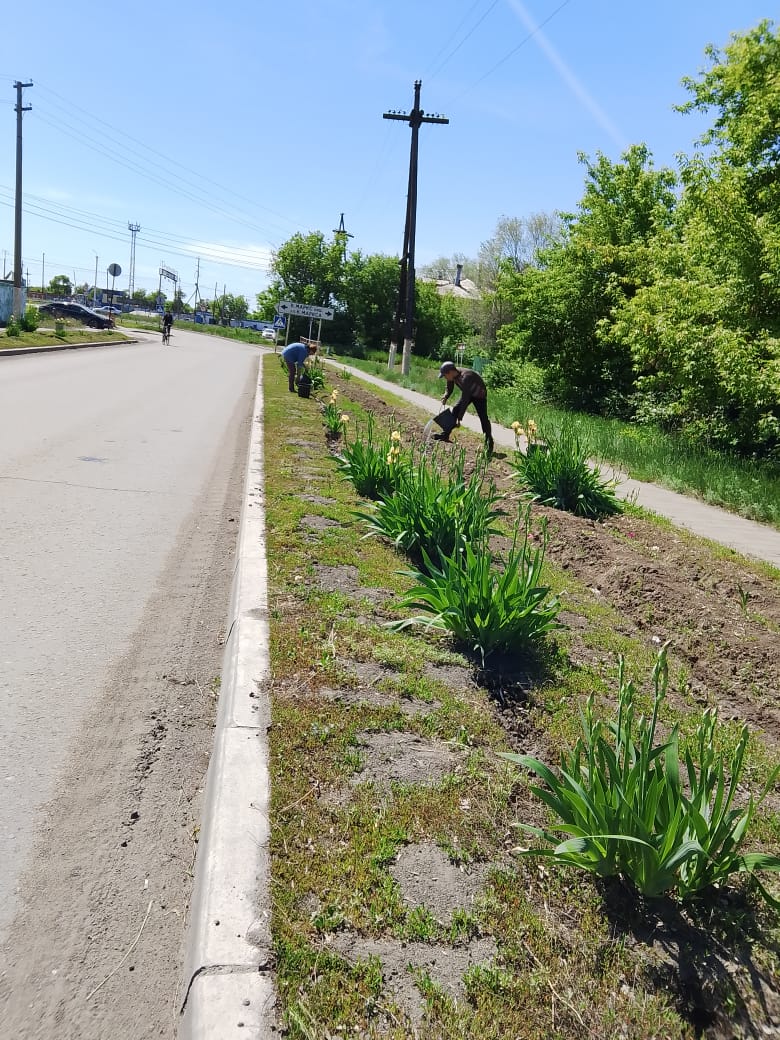 Түйнектерді суару және арамшөптерден тазарту