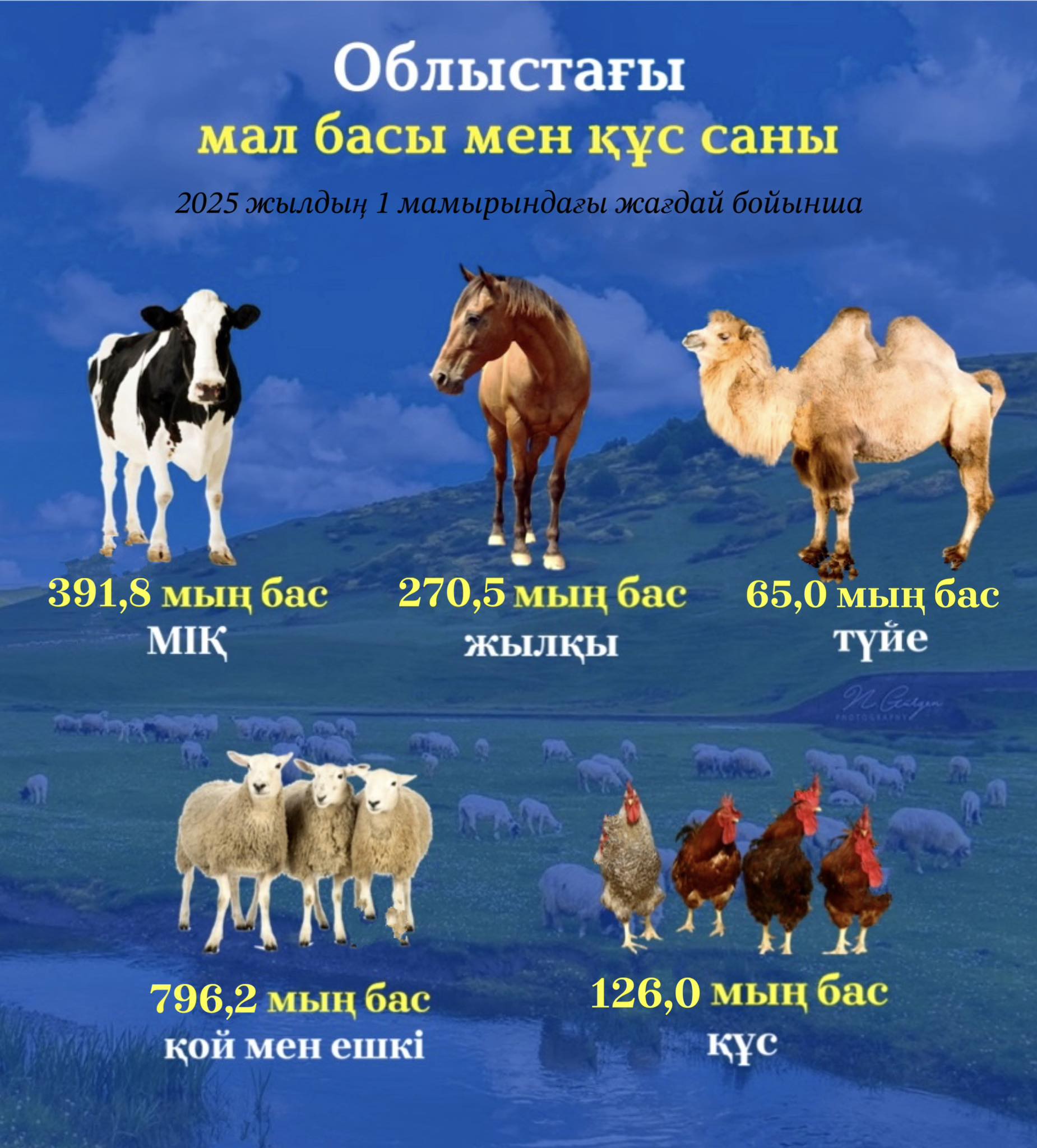 Желідегі суретші порно