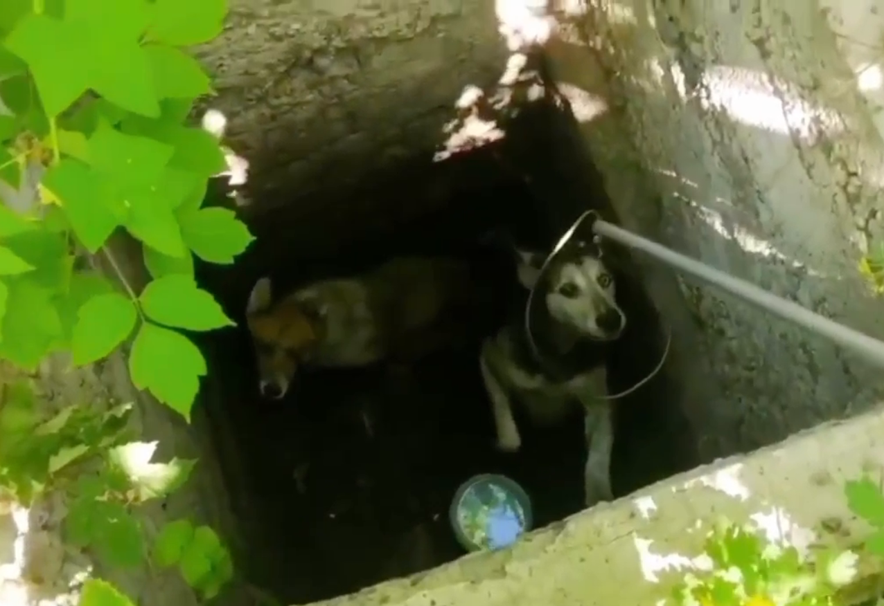 Құтқарушылар иттерді құтқарды