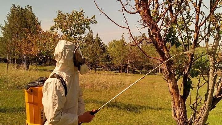 Қарағанды облысында алма ағаштарын құрт-шіркейлерден сақтау үшін өңдеу жұмыстары жүргізіліп жатыр