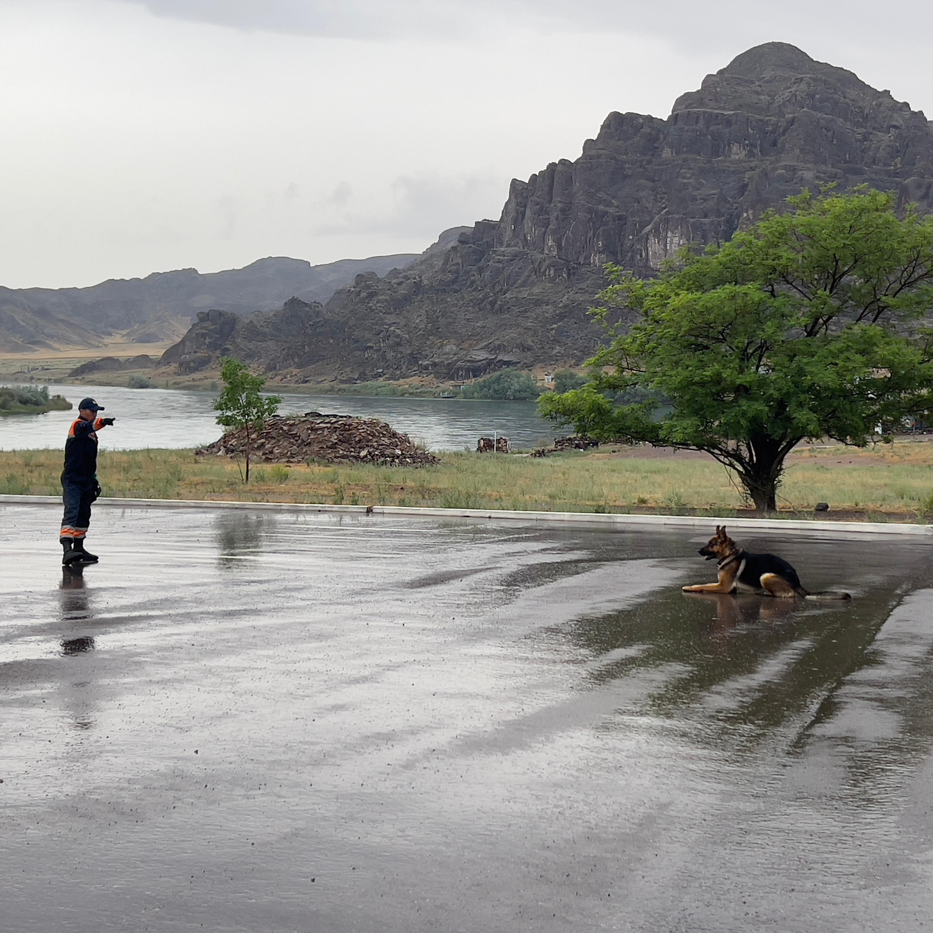 Қызметтік иттерге кинологиялық қызмет бойынша сертификаттау өткізілді