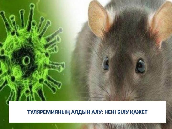 Туляремияның алдын алу: нені білу қажет