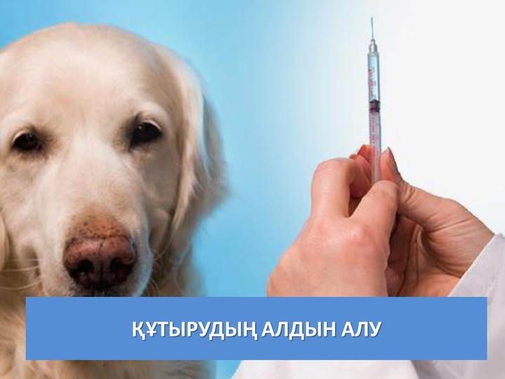 Құтырудың алдын алу