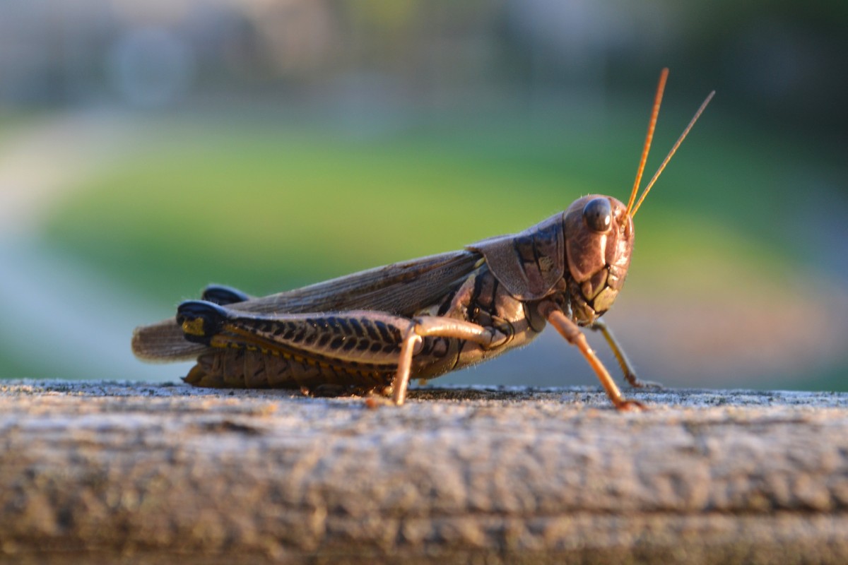 Меңдіқара ауданындағы шегіртке зиянкестері туралы