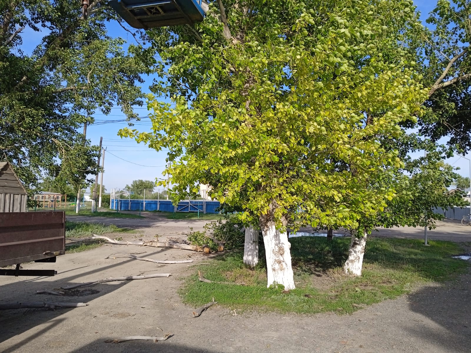 Ломоносов және жемісті ауылдарындағы ағаштарды кесу