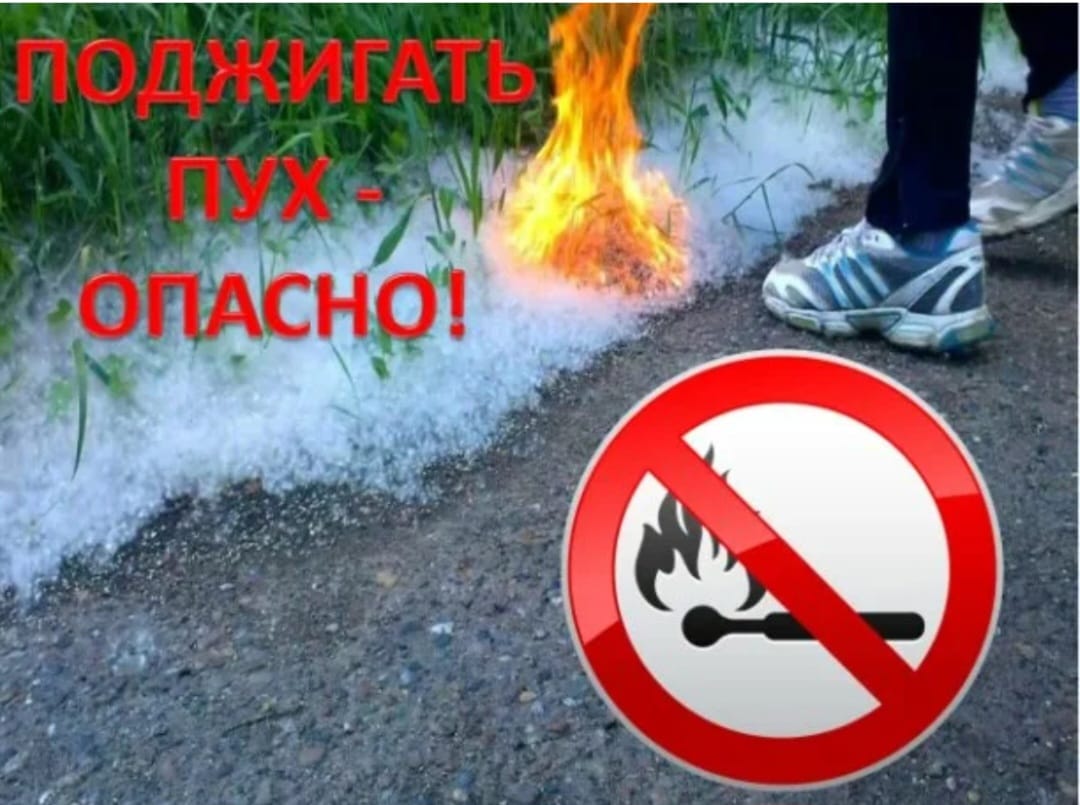 Терек мамығы, жылу - маусым!