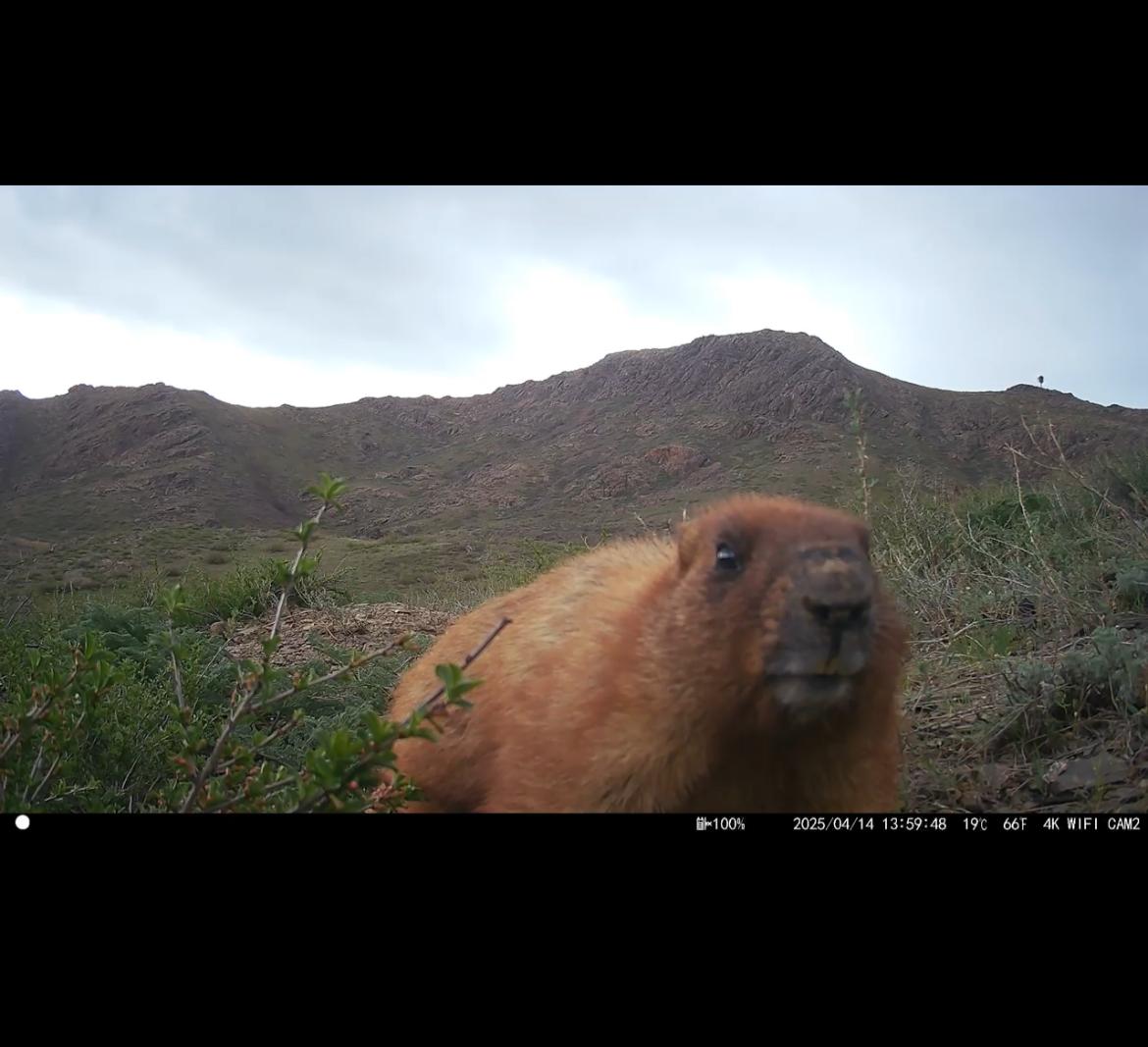 ФОТОТҰЗАҚТА - АЛТАЙ СУЫРЫ (Marmota baibacina)