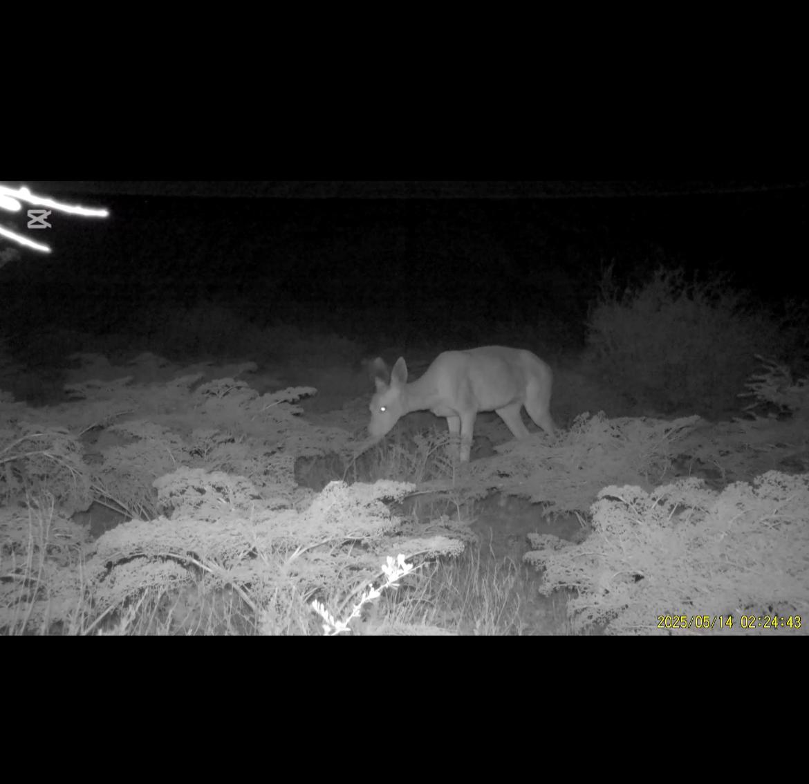 Фототұзақтар жабайы табиғаттың сирек кездесетін өкілдерін тіркеді