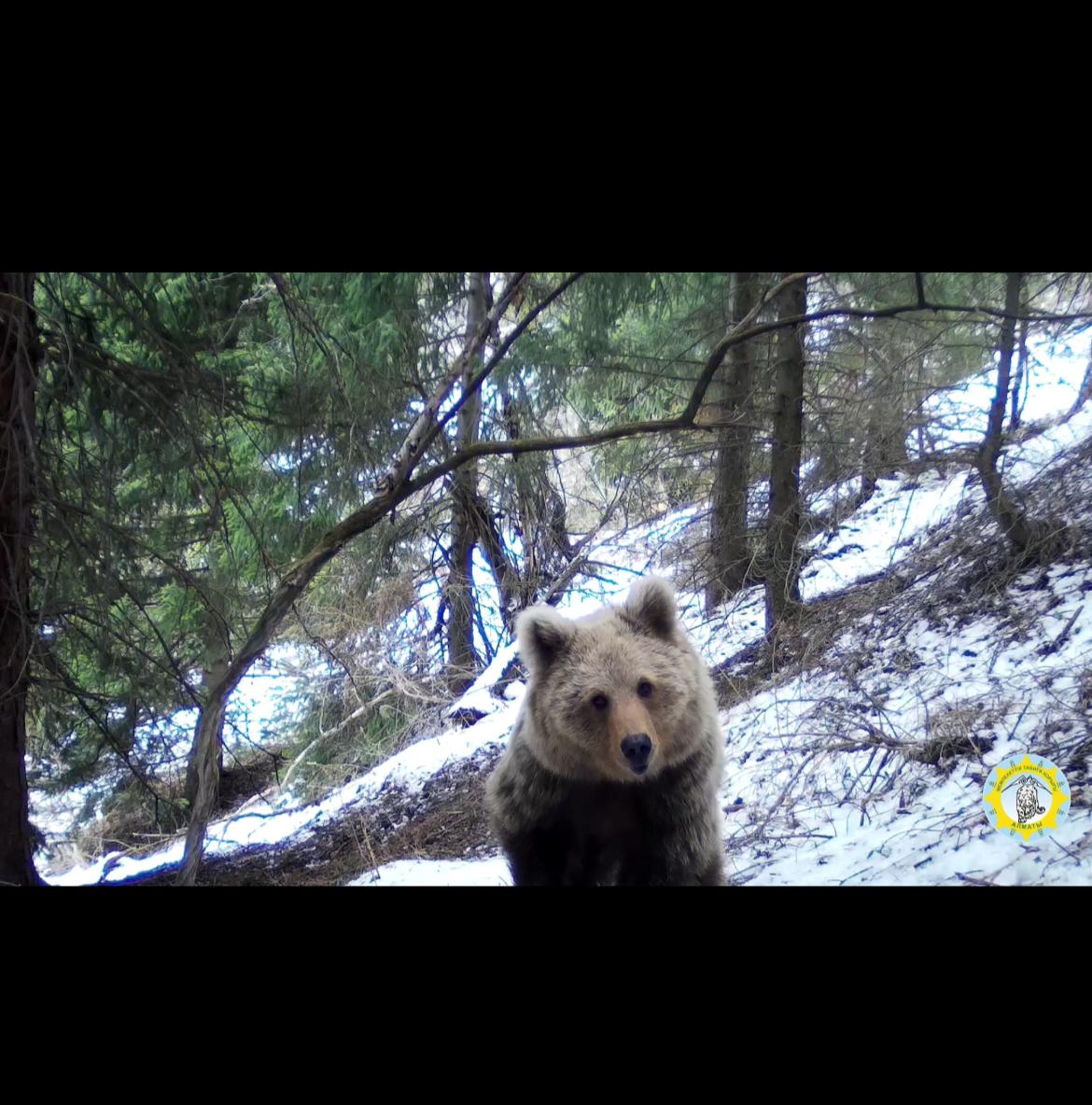 Алматы қорығы аумағында мекен ететін Тянь-Шань қоңыр аюына мониторинг