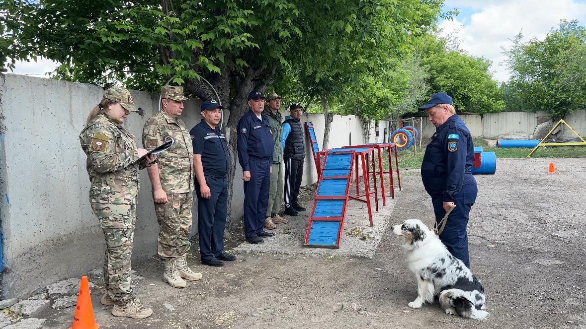 Павлодар облысы ТЖД төрт аяқты құтқарушылары сертификаттаудан өтті