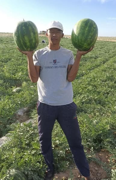 АРБУЗ КЕЛЕС СОЗРЕВАЕТ РАНО И ВЫХОДИТ НА РЫНОК