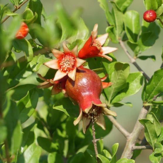 КЕЛЕСТІК ШАРУА АНАР МЕН ШАБДАЛЫ ӨСІРІП, ТАБЫС ТАБУДА