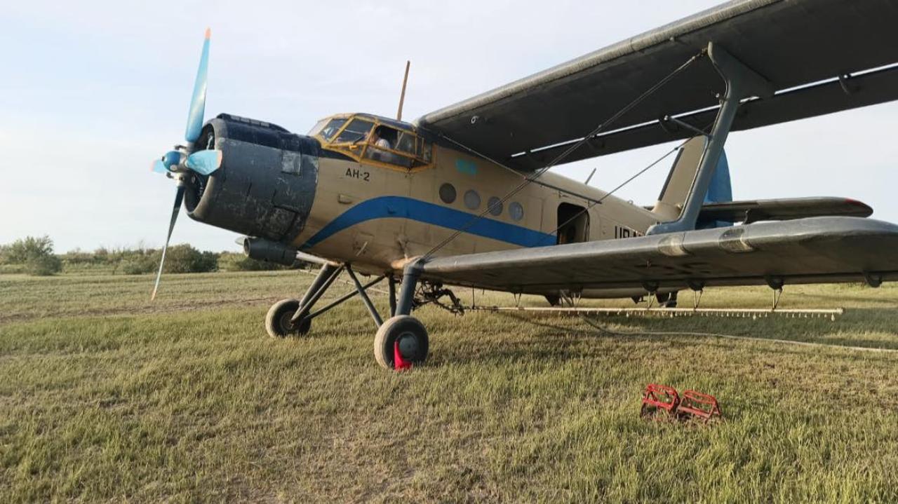 ШИЕЛІ АУДАНЫНДА САЯҚ ШЕГІРТКЕГЕ ҚАРСЫ КҮРЕС ЖҰМЫСТАРЫ ЖҮРГІЗІЛУДЕ