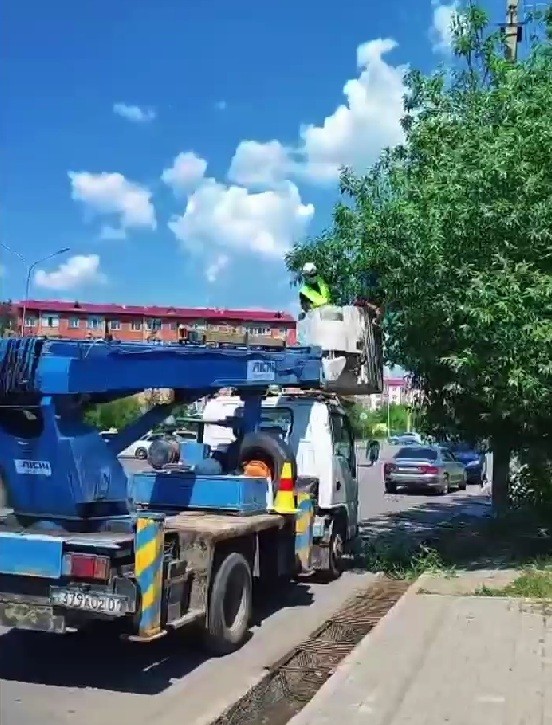 Қосшы қаласында ағаштардың бұтақтарын кесу жұмыстары басталды