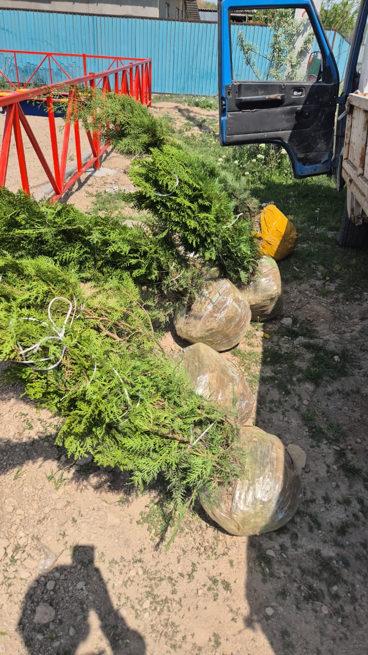 «80 жылдыққа - 80 түп ағаш»