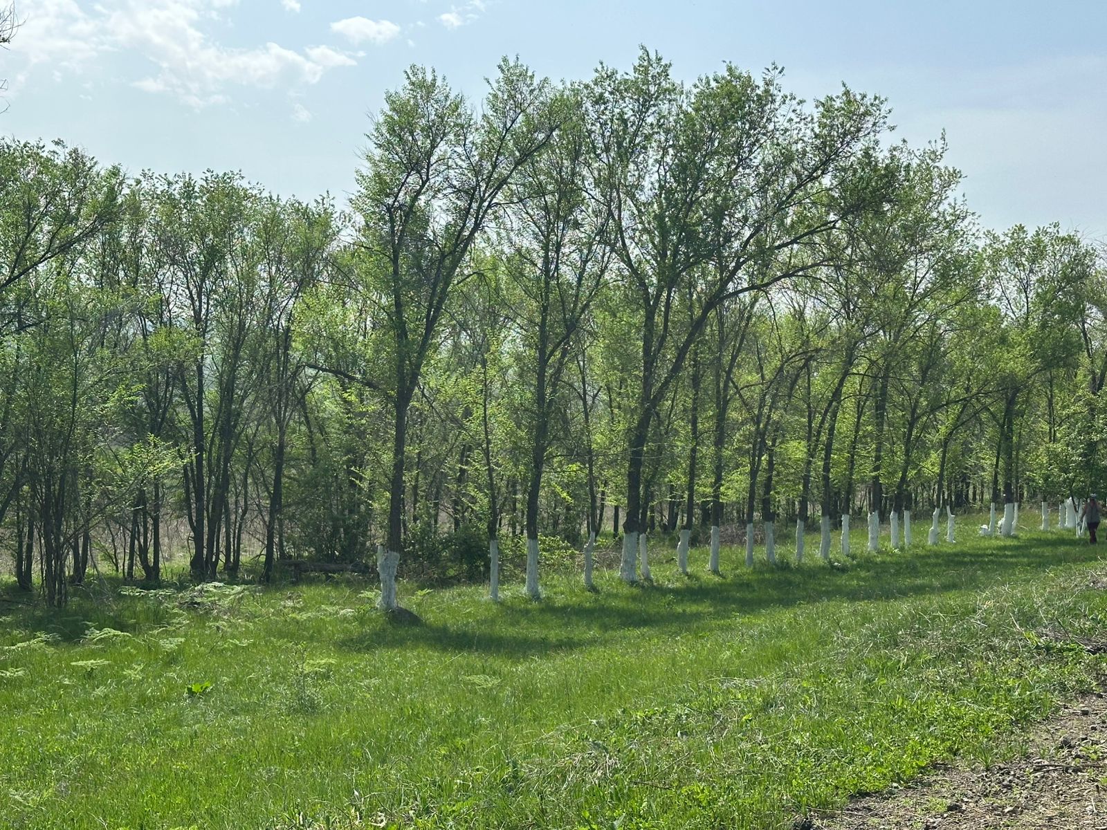 Округте ағаш әктеу жұмыстары жүргізілді