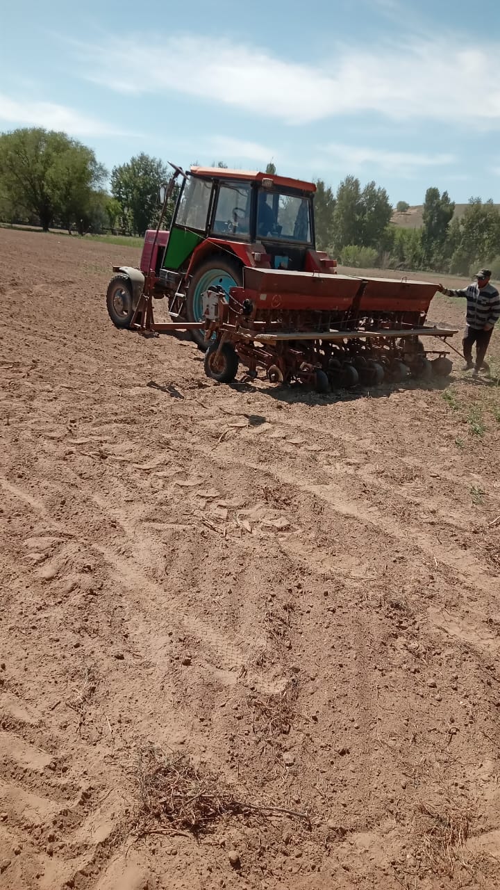 Майбұршақты егу жұмыстары қарқынды жүруде