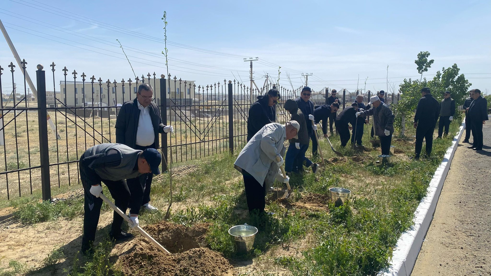 80 жылдыққа 80 түп ағаш