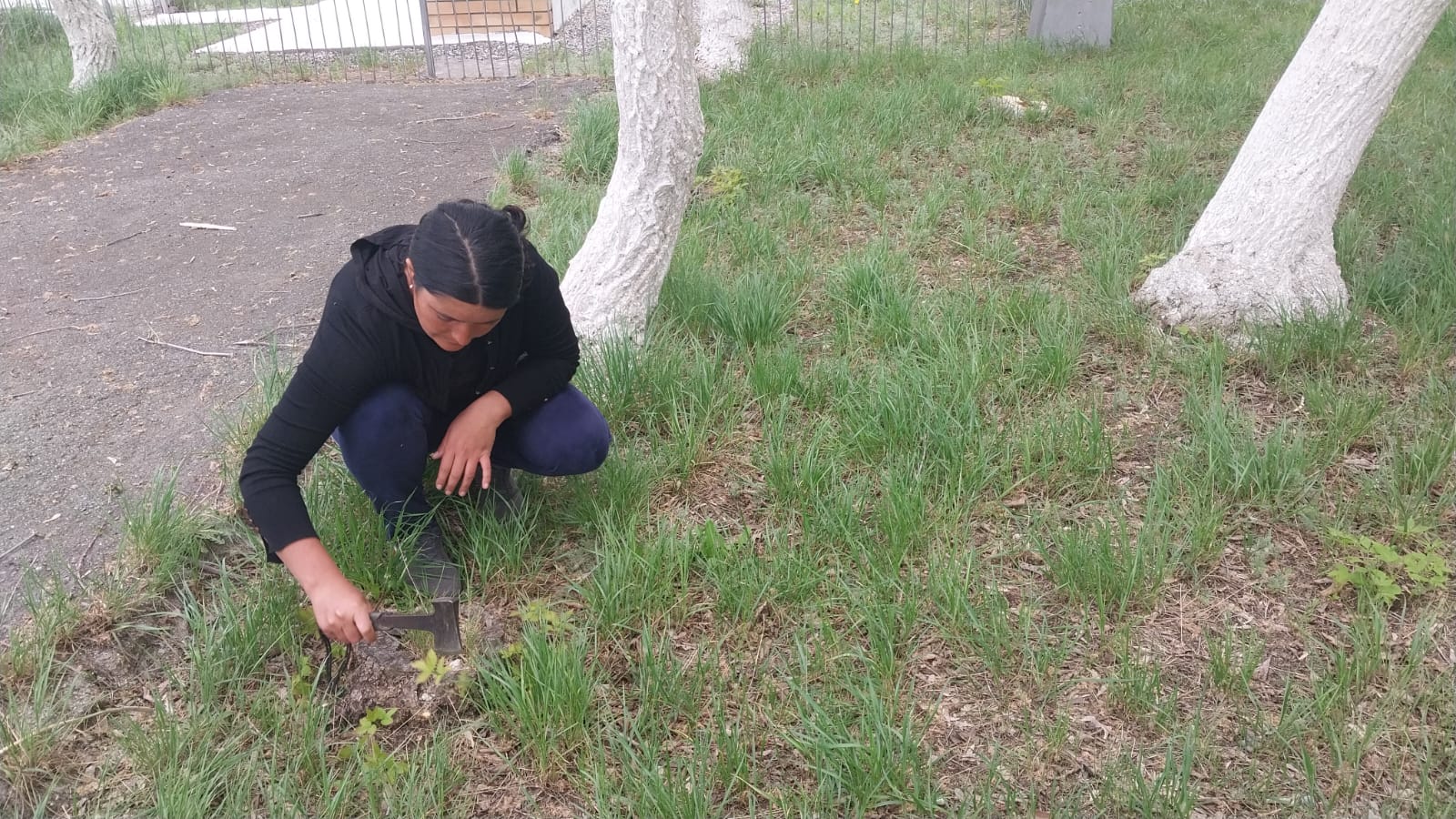 Өсімдіктер астынан тазарту