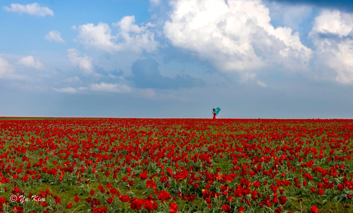 Жамбылда «Қызғалдақ мұра» халықаралық фестивалі өтеді