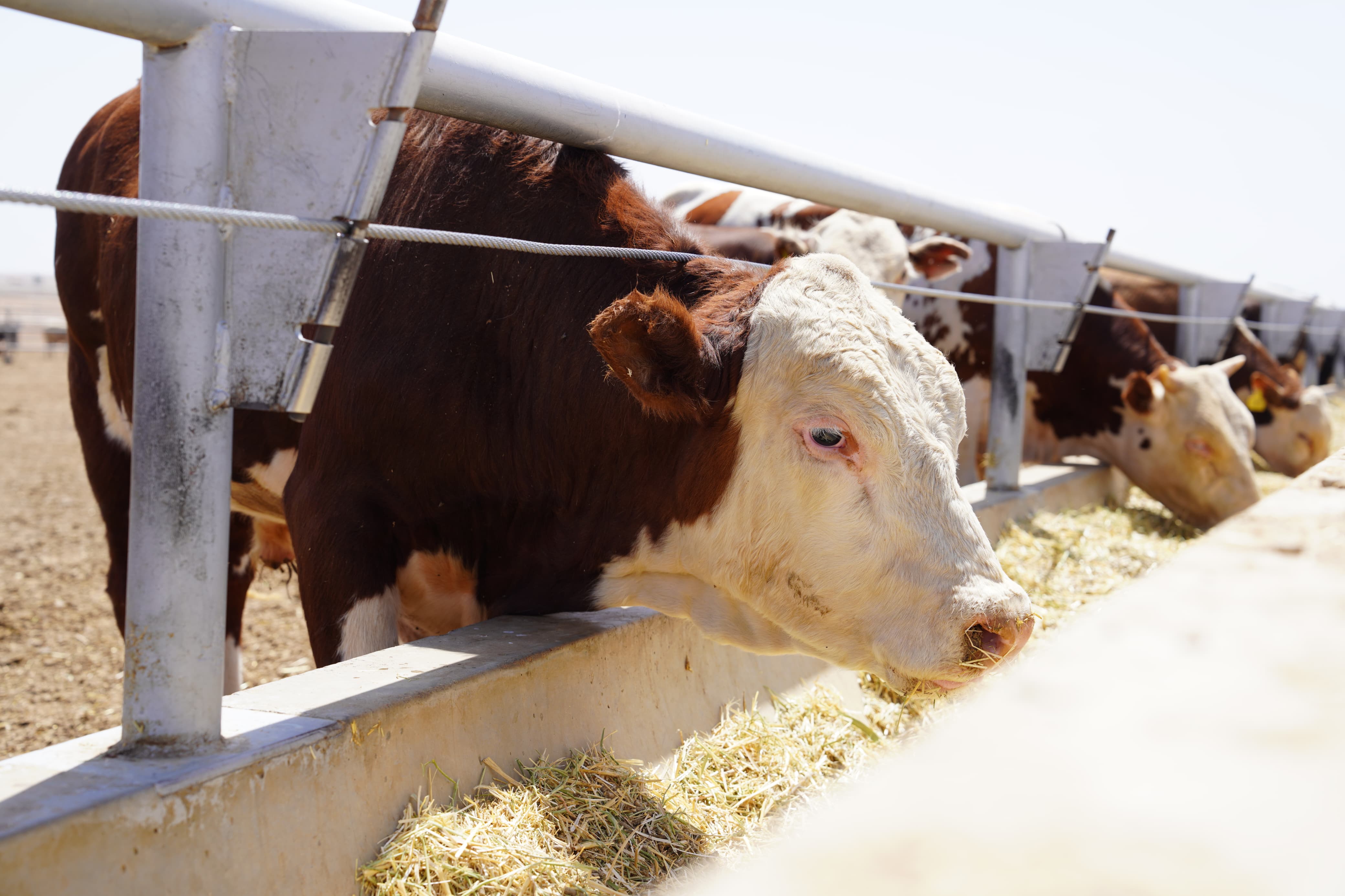 Қазақстанда Мал өсірушілер одағы өз жұмысын бастады