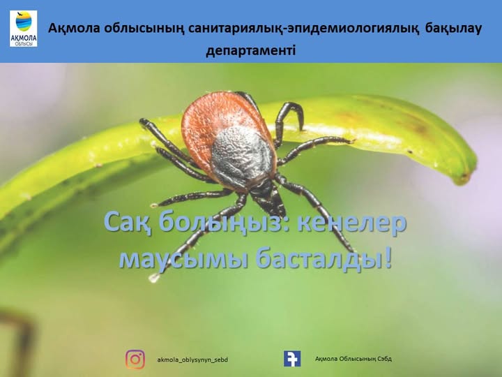 Көктем-жаз маусымы басталғалы бері Ақмола облысында кене шағуымен байланысты 145 жағдай тіркелді, оның 43-і – балалар арасында. Тек соңғы аптада ғана медициналық көмекке 73 адам жүгінген, оның ішінде 14 жасқа дейінгі 17 бала бар.
